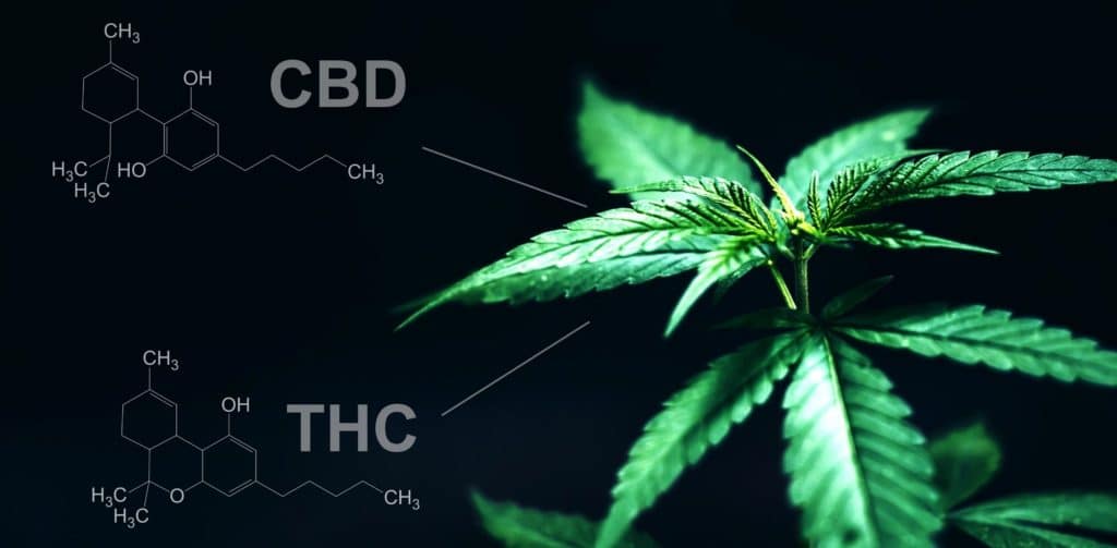 CBD vs THC vzorec