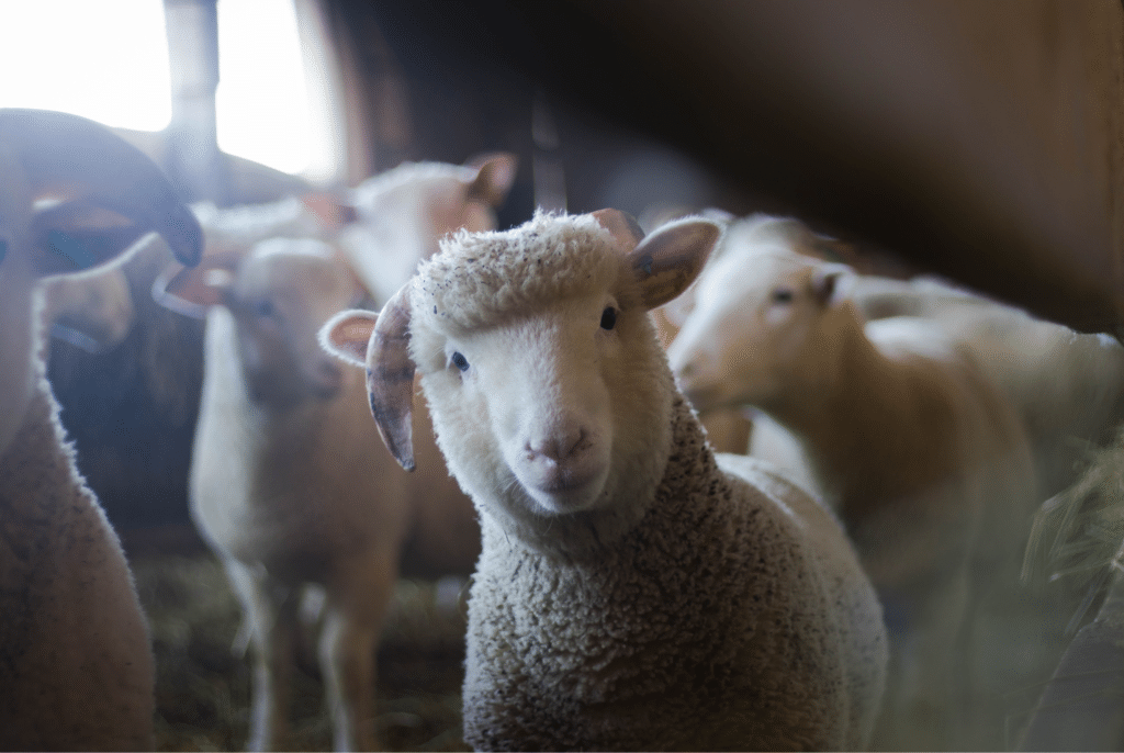 stádo ovcí ve chlévě