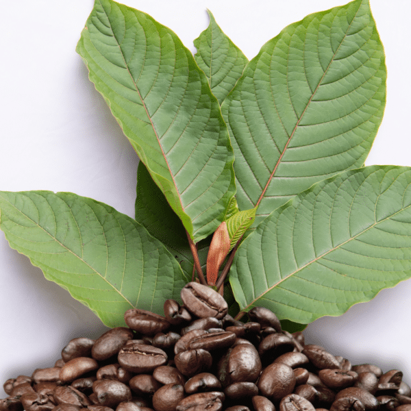 kratom listy mitragyna speciosa a kávová zrna