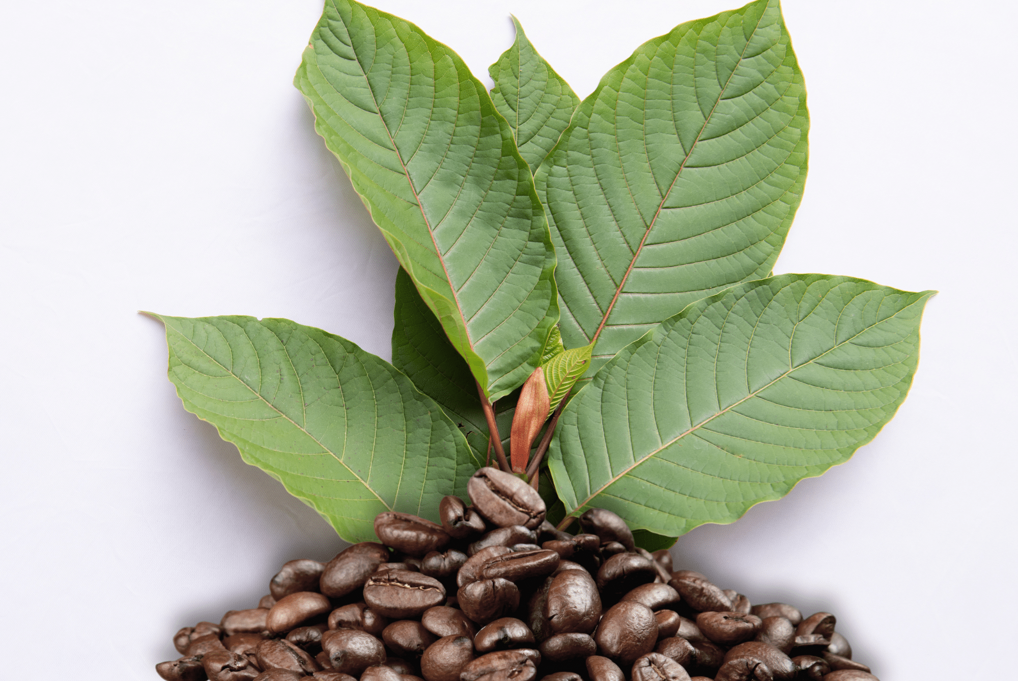 kratom listy mitragyna speciosa a kávová zrna