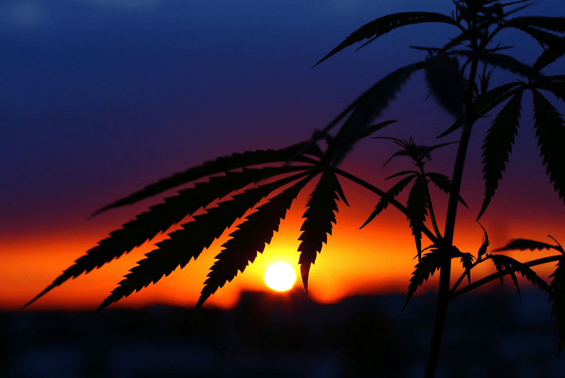 rostlina marihuany s listy při západu slunce