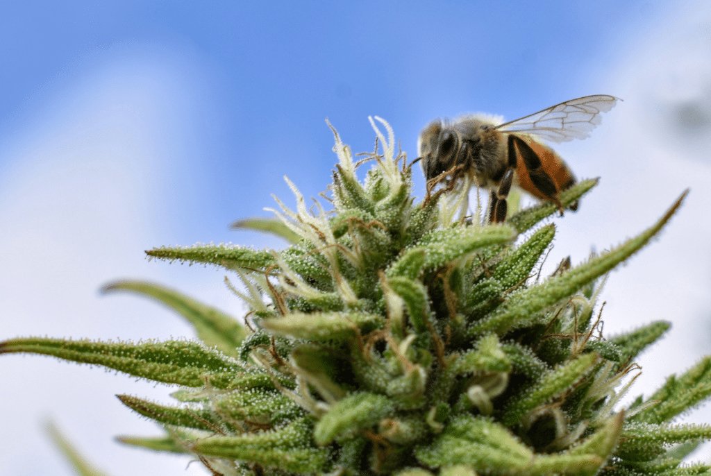 včela opyluje květ marihuany 