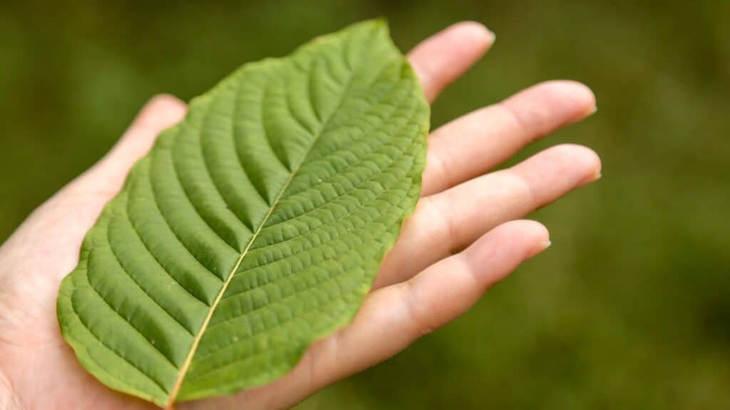 zelený list kratomu na ruce mitragyna speciosa
