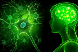 nervový systém člověka zelená grafika