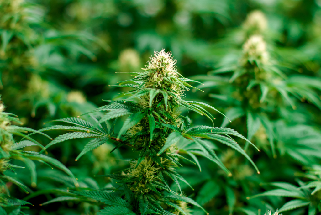 rostlina vysokopotentního THC konopí alias marihuany v detailu thc-p
