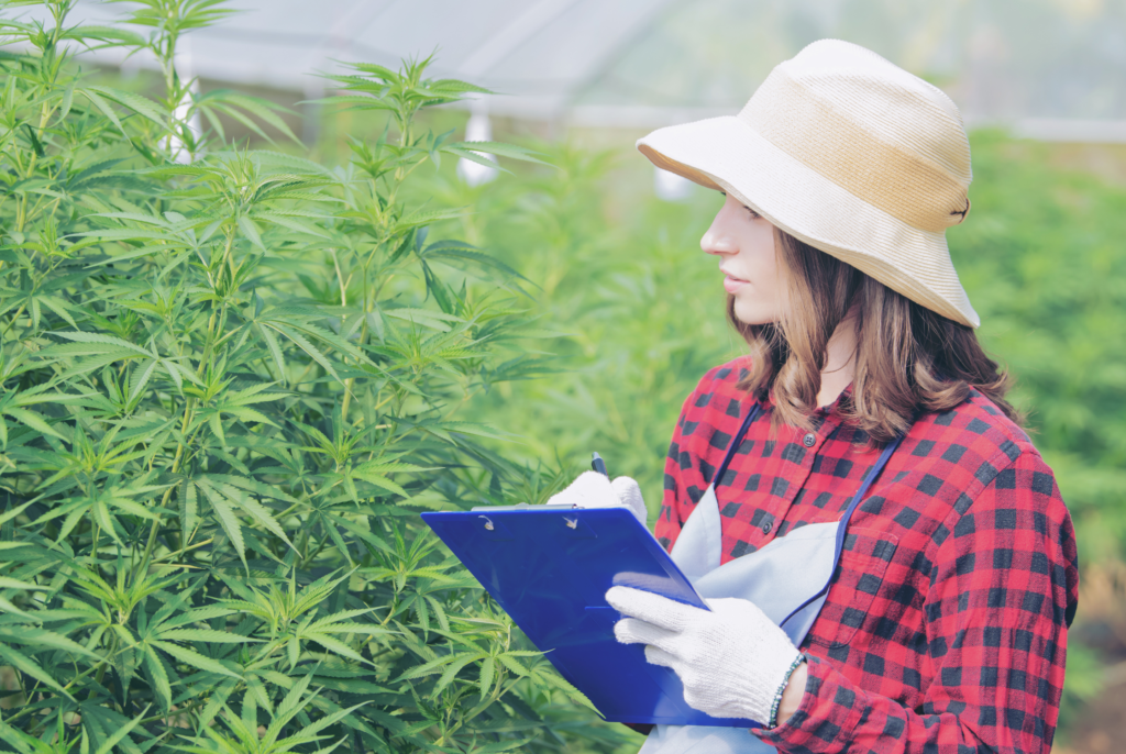 žena v klobouku zkoumající rostliny CBD konopí