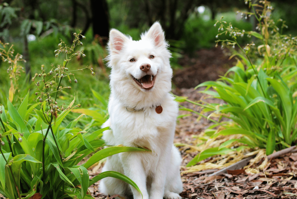 usměvavý bílý pes v přírodě