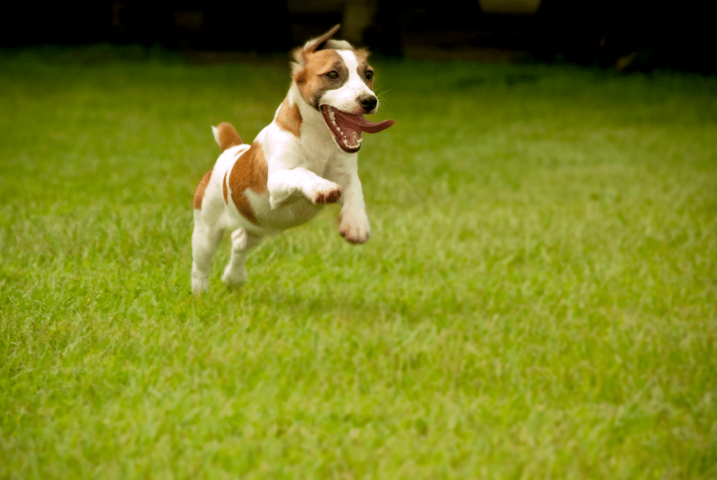 pes běžící po trávníku