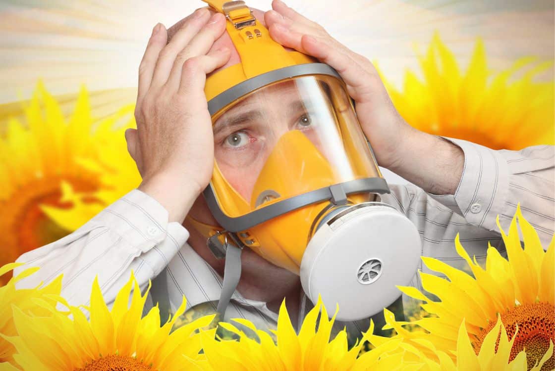 muž v plynové masce mezi slunečnicemi