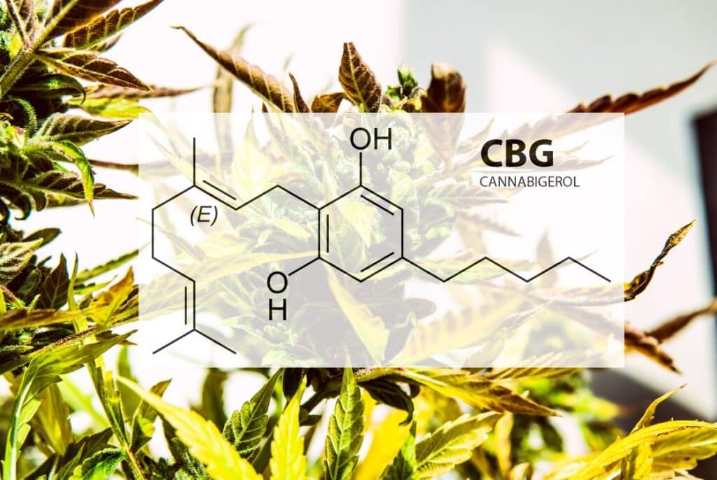 Nápis CBG a rostlina konopí