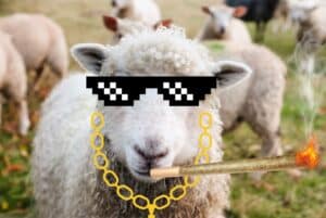 ovce se slunečními brýlemi, zlatým řetízkem a hořícím jointem marihuany v puse